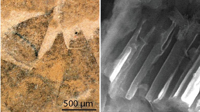 Conical spines that cover the body of Shishania aculeata (left), and an electron microscope image of a conical spine showing the microscopic channels preserved inside (right).
Pic:G Zhang/L Parry