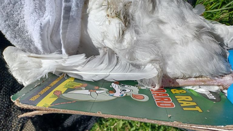 A seagull got stuck in a glue trap in Aberdeen. Pic: Scottish SPCA