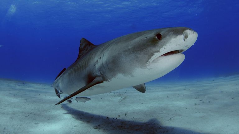 Tiger shark, Galeocerdo cuvier, Tiger Beach, Bahamas (Andre Seale / VWPics via AP Images)