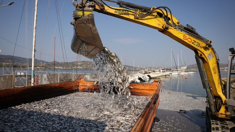 An excavator works to clear some of the dead fish. Pic: Reuters