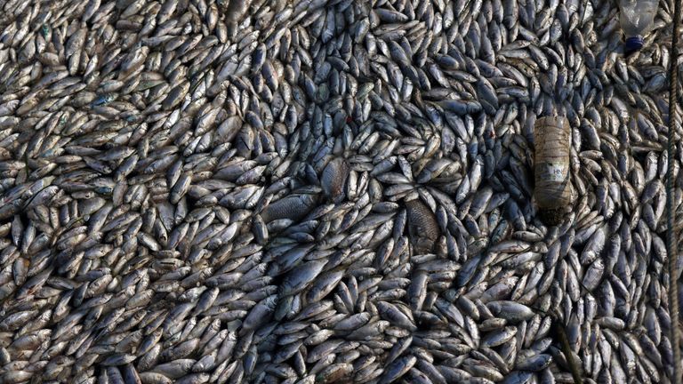 Tonnes of dead fish have washed into the port of Volos. Pic: Reuters