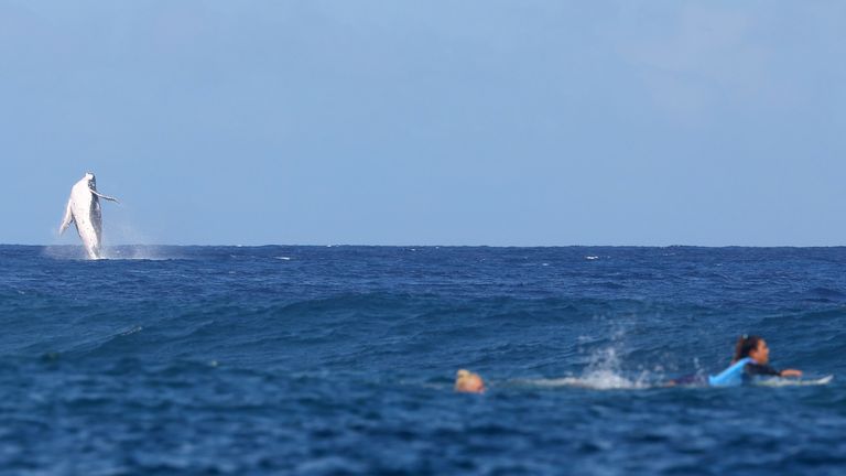  A whale is seen as Tatiana Weston-Webb of Brazil and Brisa Hennessy of Costa Rica look for waves during Heat 2.
Pic: Reuters
