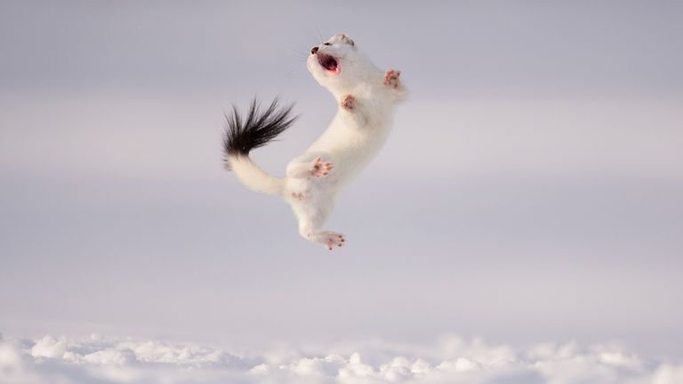 Twist and Jump Pic:  Jose Manuel Grandio/Wildlife Photographer of the Year