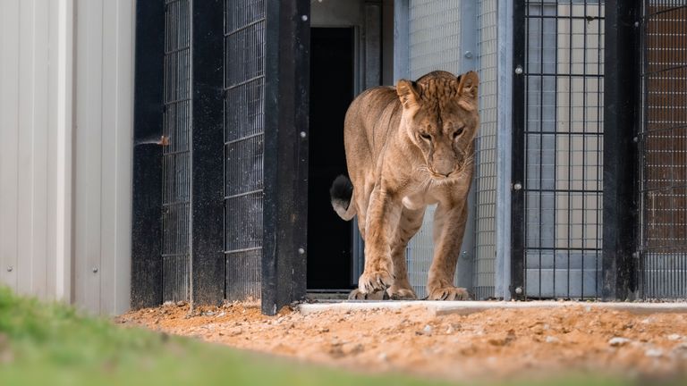 Yuna taking her first steps outside. Pic: The Big Cat Sanctuary