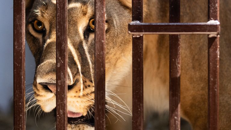 León ucraniano con ‘shock’ rescatado para una nueva vida en el Reino Unido | noticias mundiales