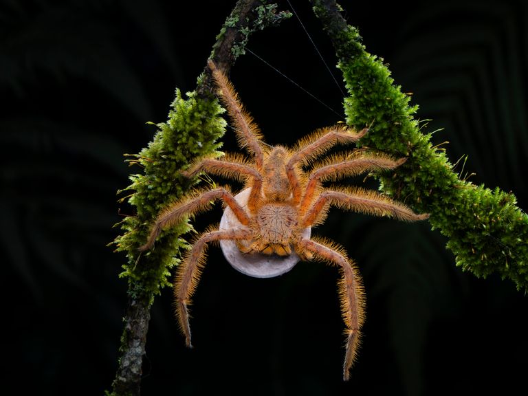 Ziggy Spider Pic: Lam Soon Tak/Wildlife Photographer of the Year