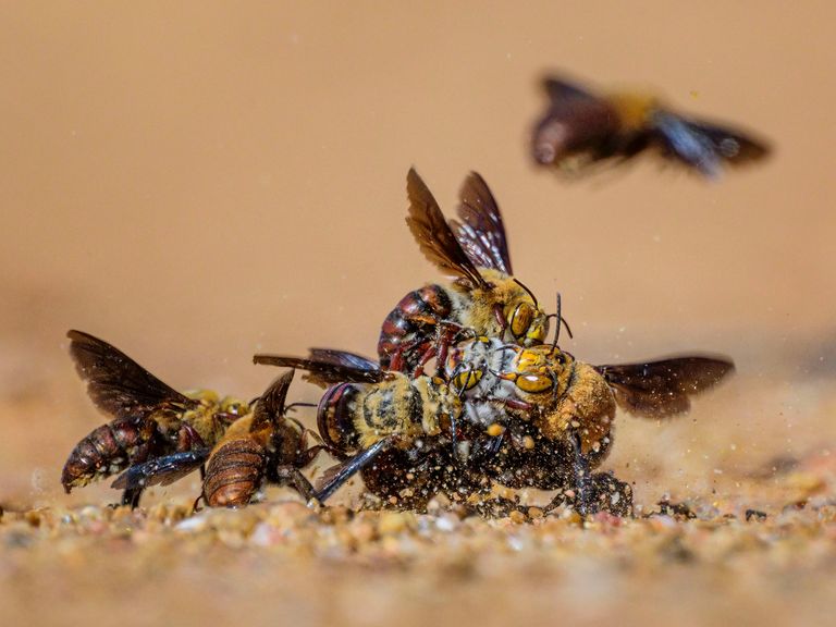 Centre of Attention Pic: Georgina Steytler/Wildlife Photographer of the Year