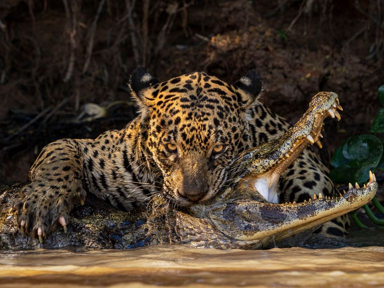 Deadly Bite Pic: Ian Ford/Wildlife Photographer of the Year