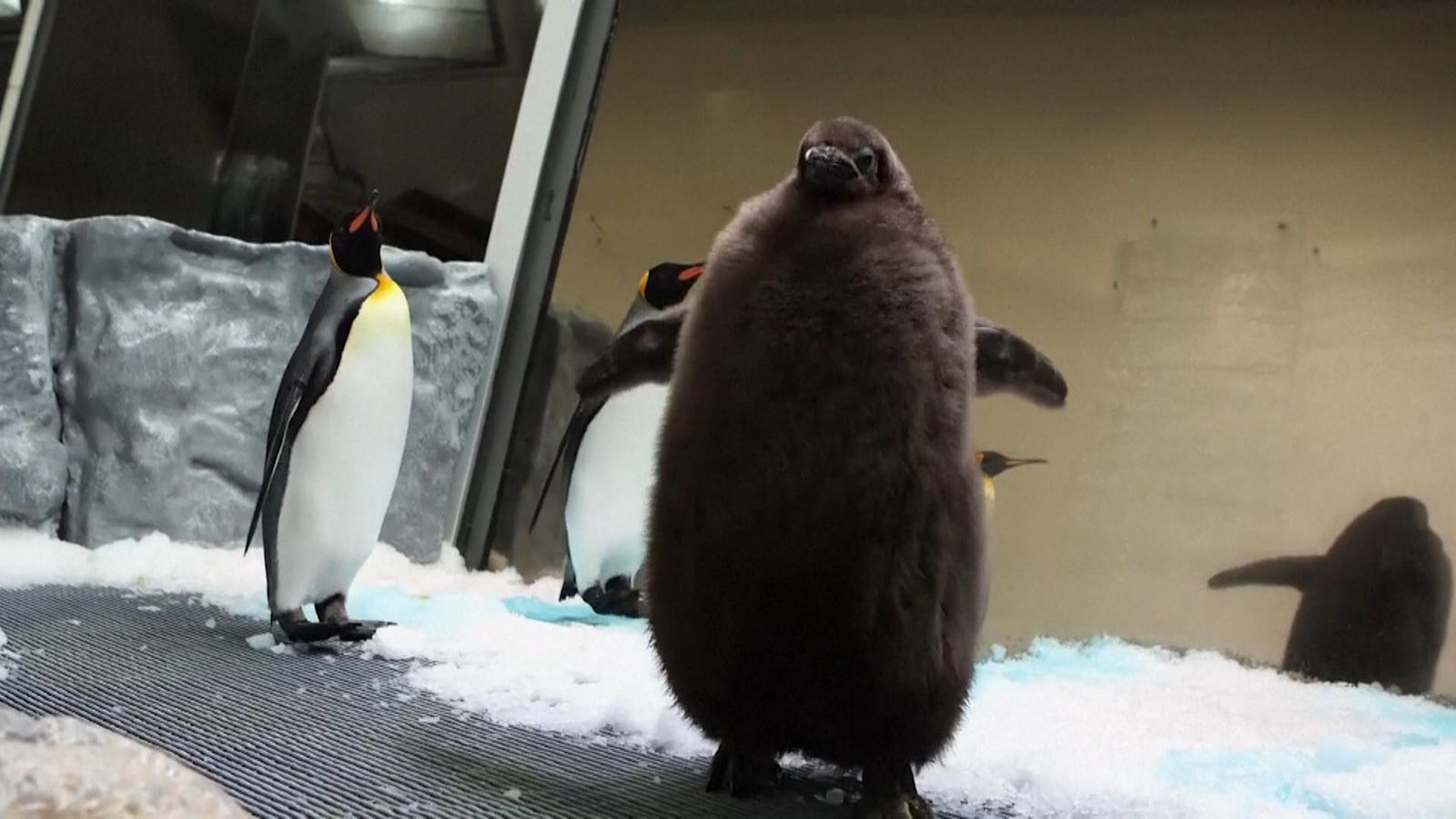 Pesto penguin: Sea Life Melbourne says huge baby penguin is a social ...