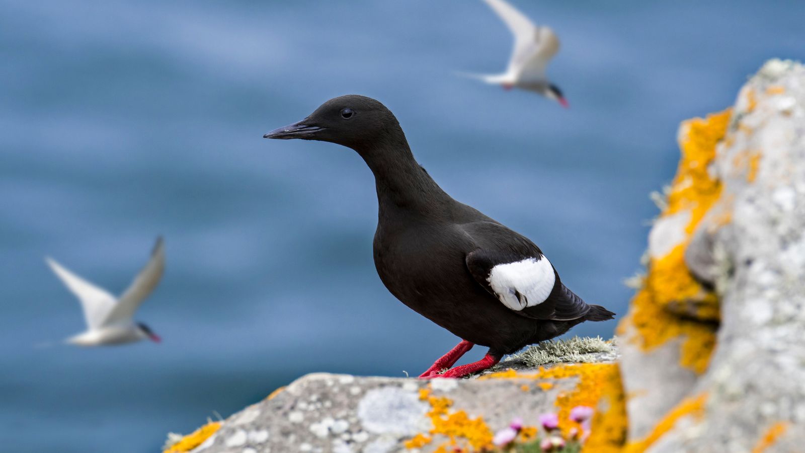 Five more species - including the common gull - join list of Britain's ...