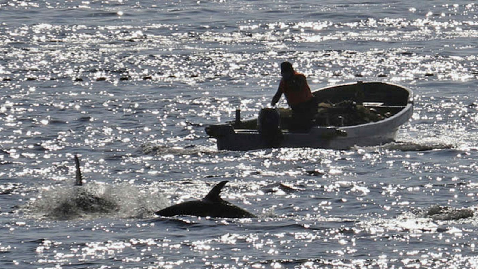 Japan: Controversial dolphin hunting season under way despite opposition