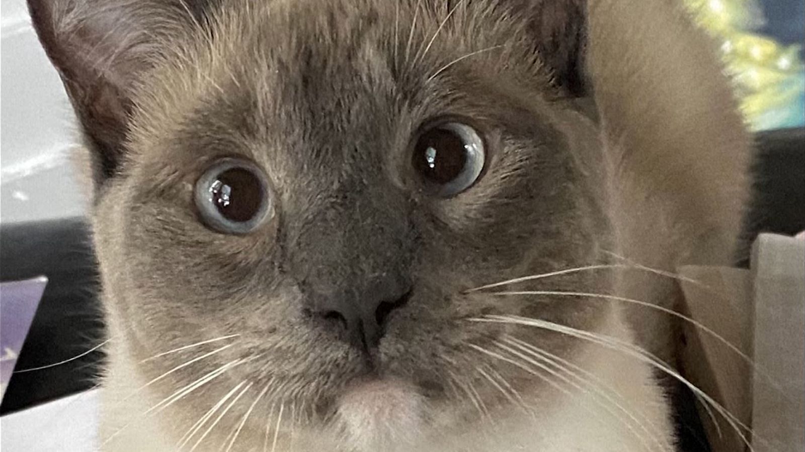 Yellowstone cat: Lost pet travels 900 miles to California after escaping during camping trip | US News