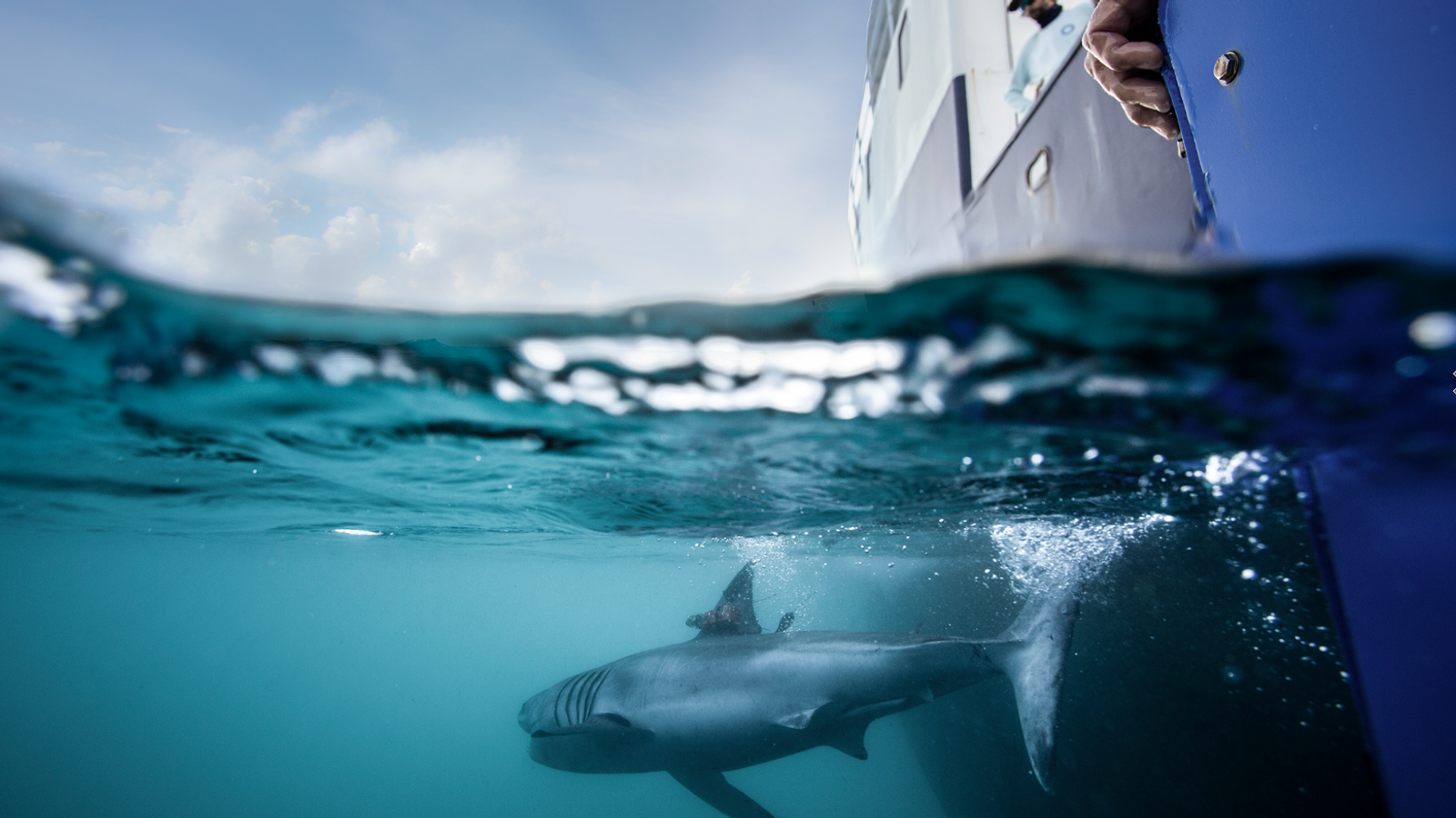 ‘The shark heard around the world’: The hunt begins for great whites in Irish waters