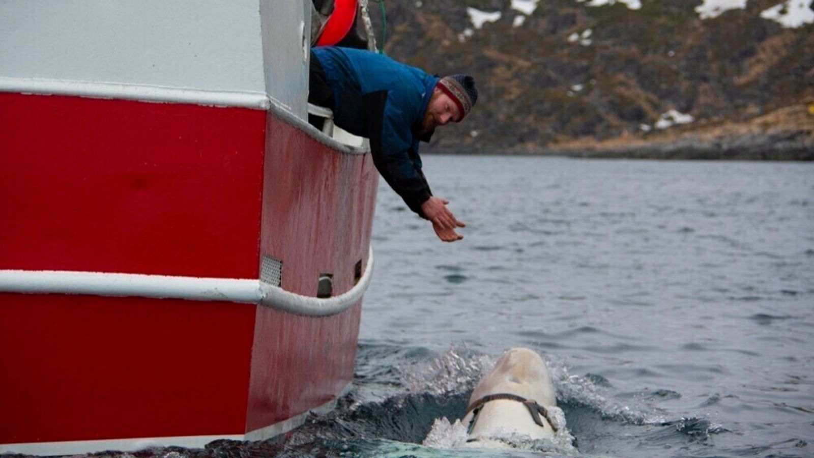 Hvaldimir: Russian 'spy' whale found dead in Norway | World News | Sky News