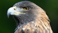 Golden eagle.
Pic: iStock