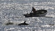 A fishing boat drives Risso's dolphins into a cove off Taiji in Wakayama Prefecture on Sept. 8, 2024, for the season's first catch of the cetacean after the hunting season officially began on Sept. 1 in the western Japan whaling town. (Kyodo via AP Images) ==Kyodo