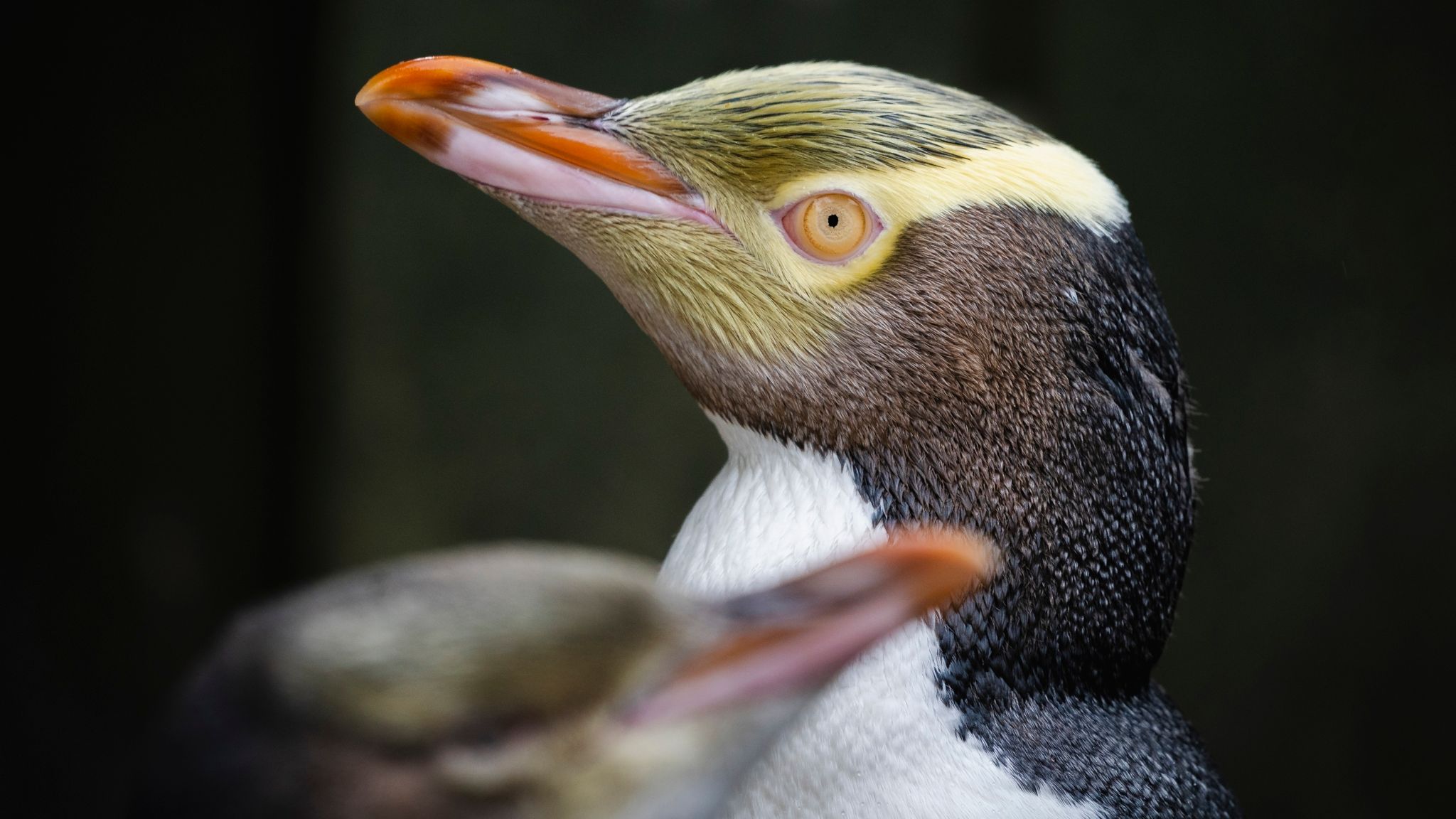 Shy penguin species wins New Zealand's Bird Of The Year after contest ...