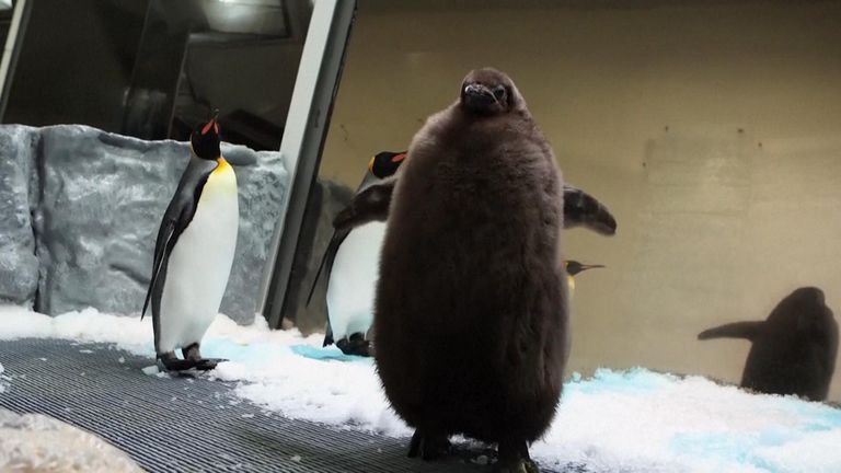 Pesto the penguin chick is abnormally large - and now he's a social ...