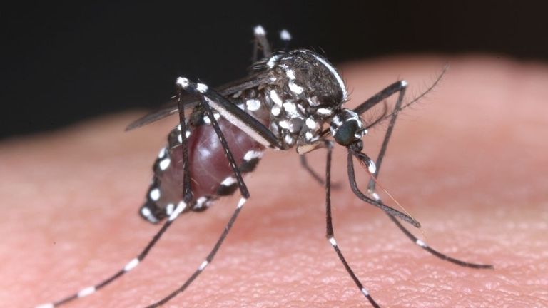 An Asian tiger mosquito. Pic: AP/National Institute of Infectious Diseases