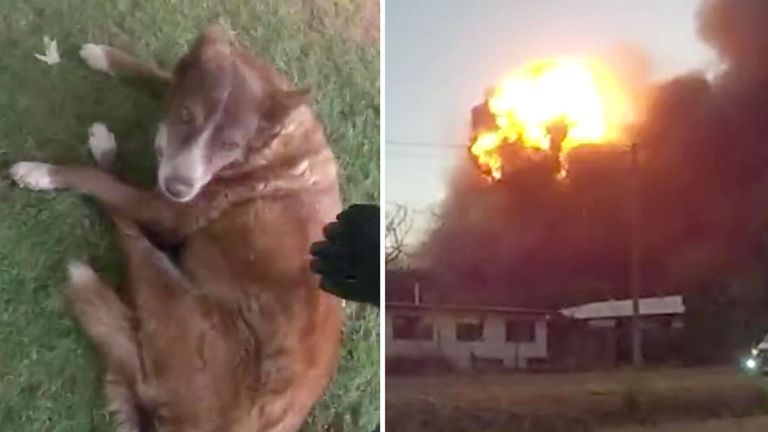 Officers rescue dogs from industrial fire.