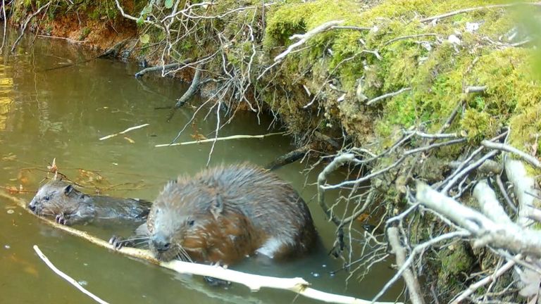 Two baby beavers were spotted in an enclosure on the Ewhurst Park estate near Basingstoke.