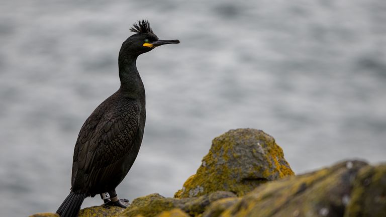 The European shag is no longer a serious concern. Pic: iStock