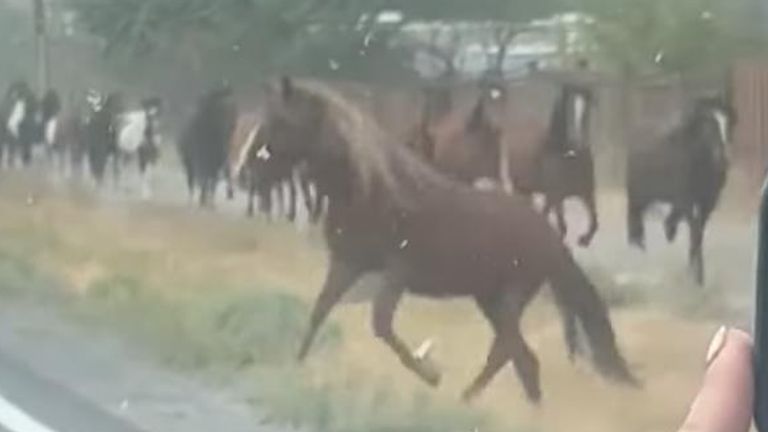 The horses made their escape along Geiger Grade Road in Reno, Nevada on Saturday evening.