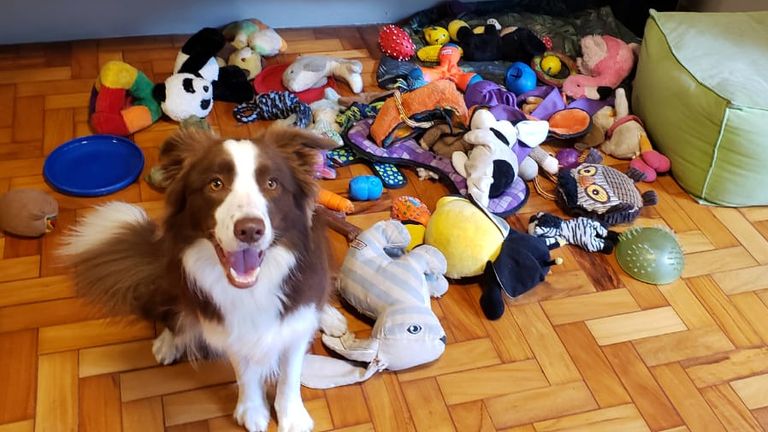 Collie toys best sale