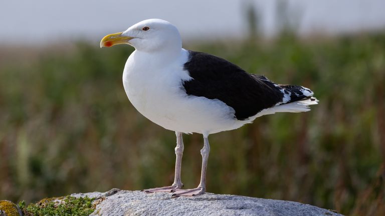 The great black-backed gull is among Britain's most at risk birds. Pic: iStock