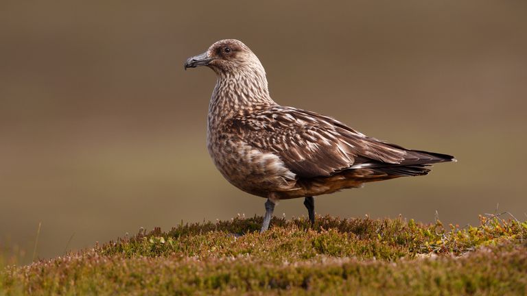 Great skua populations have been severely hit by avian flu. Pic: iStock