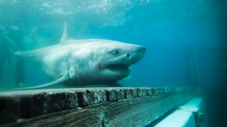 Great white shark Pic: Ocearch.org