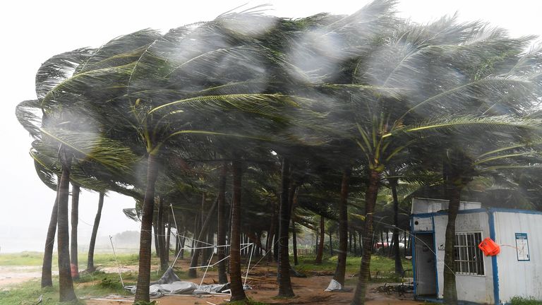 In this photo released by Xinhua News Agency, coconut trees hit by typhoon Yagi along a road in Haikou, south China's Hainan Province, Friday, Sept. 6, 2024. (Yang Guanyu/Xinhua via AP)