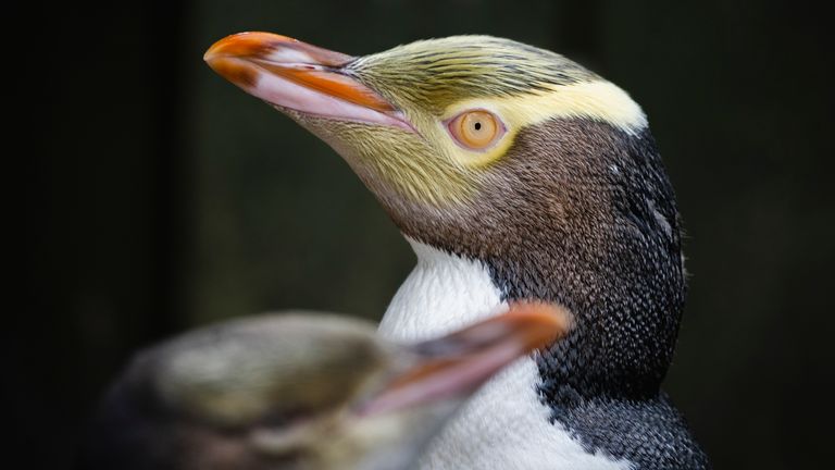 A hoiho or yellow-eyed penguin pictured on April 2, 2023, has won New Zealand's annual Bird of the Year vote.
File pic: AP