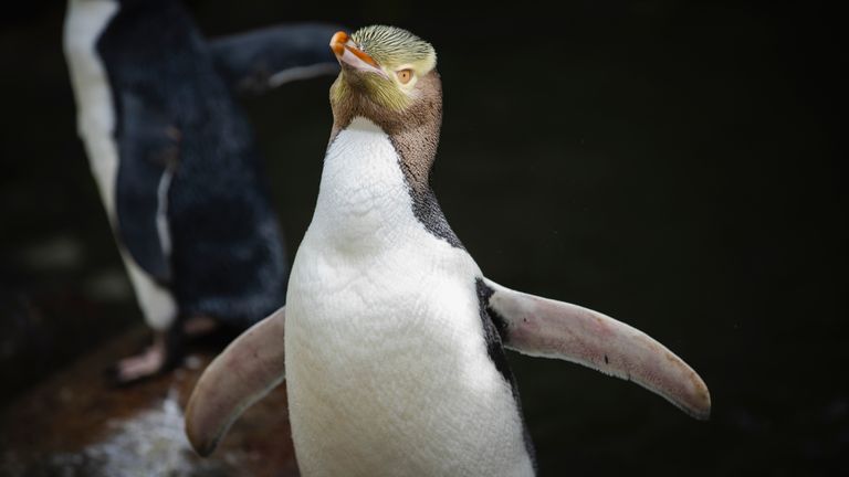 The hoiho or yellow-eyed penguin has won New Zealand's annual Bird of the Year vote.
Pic: AP