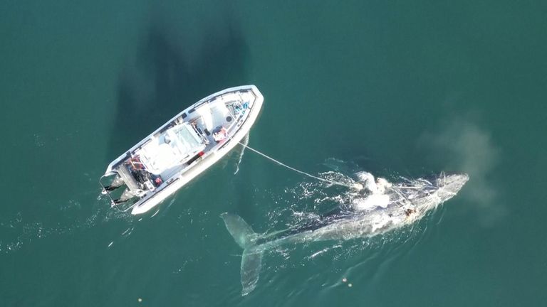 A humpback whale was found entangled with various lines off British Columbia, Canada,