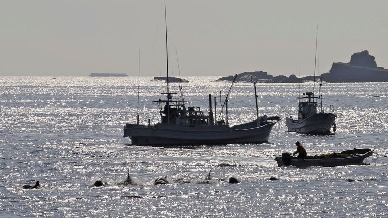 Łodzie rybackie spychają delfiny Risso do zatoki u wybrzeży Taiji w prefekturze Wakayama 8 września 2024 r. w celu pierwszego w sezonie połowu waleni po oficjalnym rozpoczęciu sezonu łowieckiego 1 września w zachodniojapońskim miasteczku wielorybniczym. (Kyodo za pośrednictwem AP Images) ==Kyodo