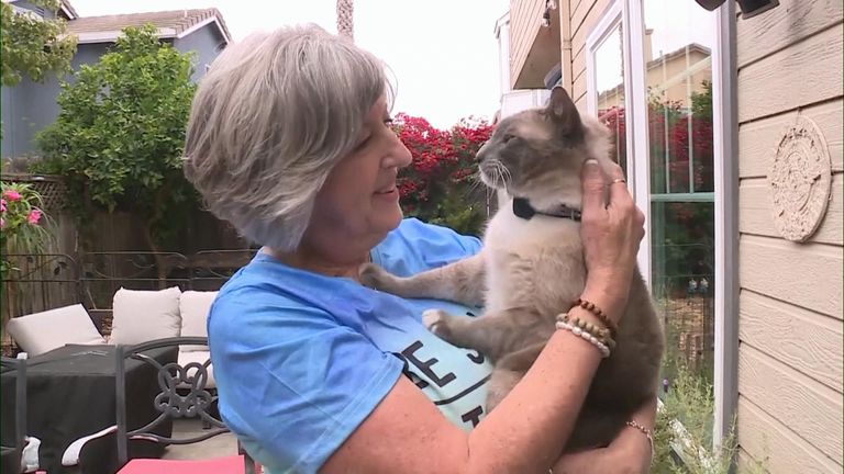 Missing cat found after two months, 900 miles away