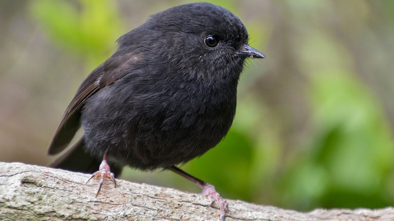 A karure, or Chatham Islands black robin was the  runner-up to a hoiho or yellow-eyed penguin in the New Zealand Bird of the Year competition.
Pic: AP