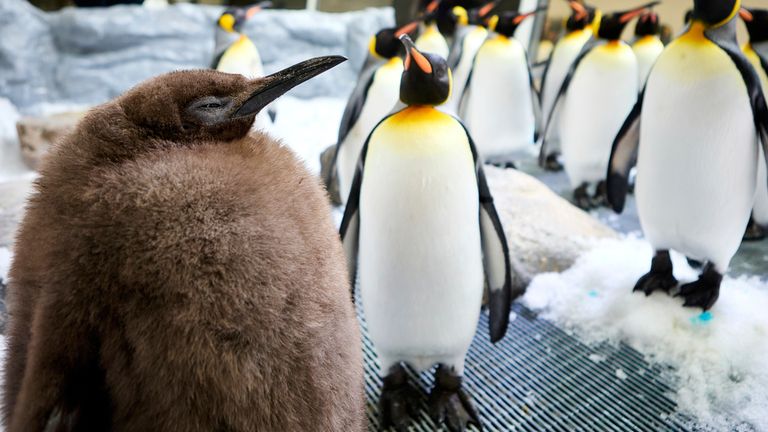 Pesto the penguin chick is abnormally large – and now he’s a social media star