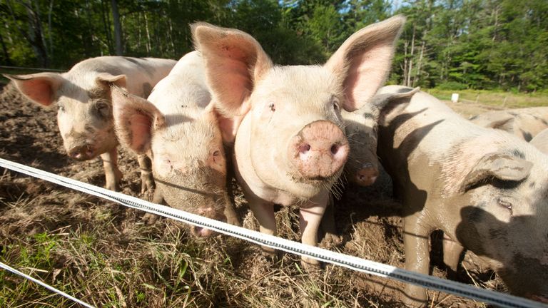 A team from Japan discovered that some mammals - including pigs - are capable of breathing through their anus. File pic: PA