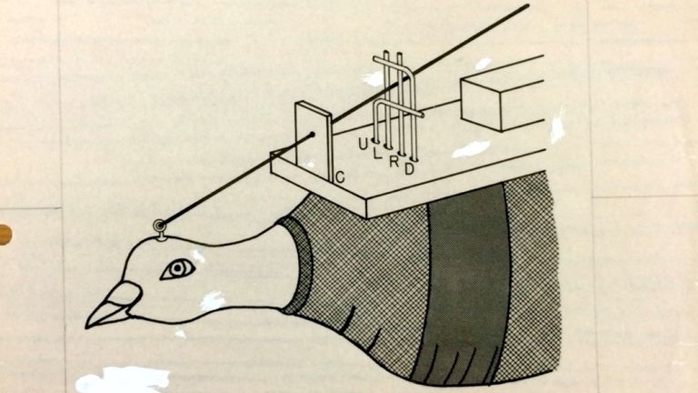 BF Skinner's Project Pigeon experiment. Pic: BF Skinner /PA Wire