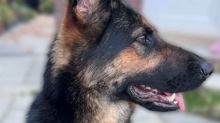 Zoe. Pic: Mersey Police Dogs