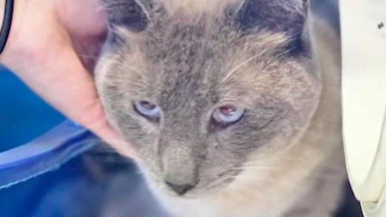 Lost cat travels 800 miles by itself in correct direction towards home