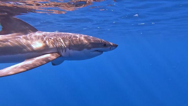 The hunt begins for the first great white sharks in Irish waters