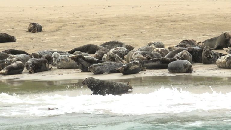 The waters around Ireland were described as "a Goldilocks environment" for sharks 