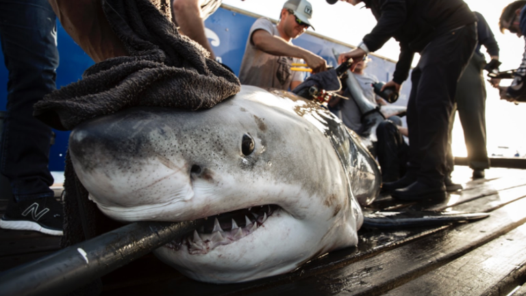 Ocearch's research team works off the U.S. East Coast. Photo: Ocearch