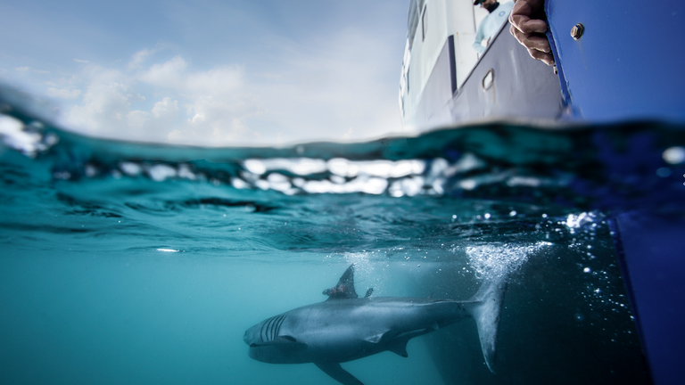 Photo: Ocearch