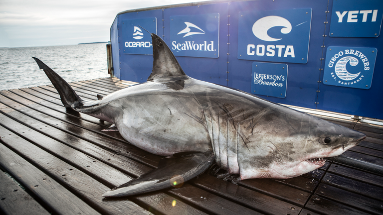 Pic: Ocearch