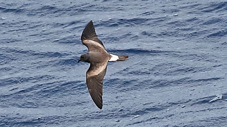 Leach's storm petrel was ranked 'vulnerable' and is now at risk of extinction. Pic: iStock