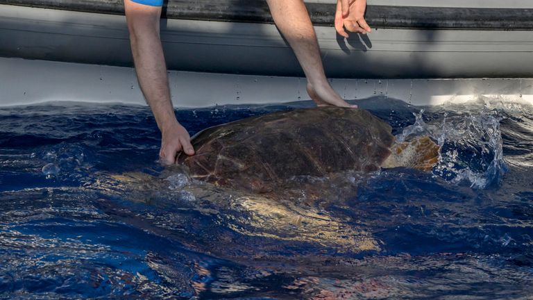 Nazare the turtle is released into the sea. Pic: PA